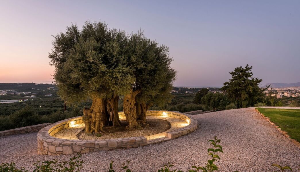 Olive Nest